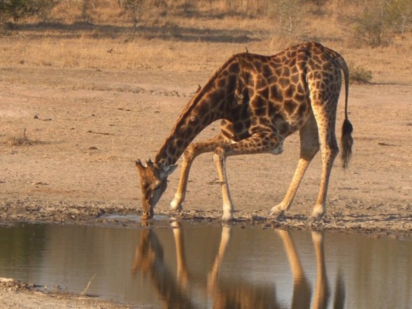 Giraffe Drinking, Sabi Sand Game Reserve, &copy;Cathy Fairgrieve